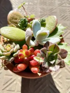 カラフルꔛ‬せっと デラックス スプリングワンダー 雪美人 マスカエンセ