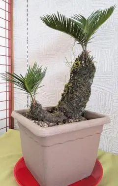 ✨SOTETU✨㊇蘇鉄 そてつ ドライガーデン 観葉植物 - メルカリ