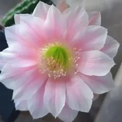 2026年最新】開花株の人気アイテム - メルカリ