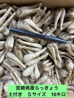 毎年人気！鹿児島産 らっきょう 10kg パリッと食感！269 毎年人気！鹿児島産 らっきょう 10kg パリッと食感！269 - メルカリ