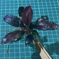 Bucephalandra Luminous purple2 Melawi ① - メルカリ
