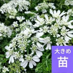 チビタ様 リクエスト 2点 まとめ商品