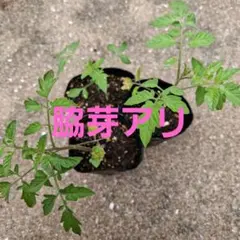 黄色のミニトマトの苗 3本 - メルカリ