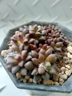 yamabico ☆様 リクエスト 3点 まとめ商品