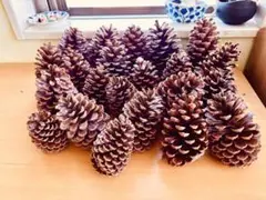 淡路島産大王松ぼっくり　　22個
