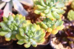 エケベリア・ブルーエルフ群生のサムネイル