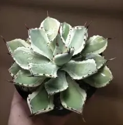 2026年最新】パリー斑入りの人気アイテム - メルカリ