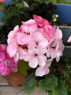 2026年最新】バラ咲きゼラニウムの人気アイテム - メルカリ