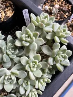 rr.kn様 リクエスト 2点 まとめ商品