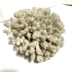 【希少】天然サンゴ オブジェ｜インテリア ディスプレイ