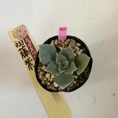 2025年最新】おらいさん苗の人気アイテム - メルカリ