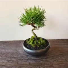 専用のサムネイル