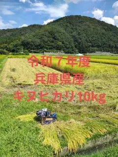 令和７年度兵庫県産キヌヒカリ10kgのサムネイル