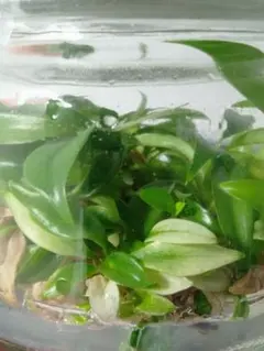 斑入り フィロデンドロン・ジョーピーPhilodendron Joepii