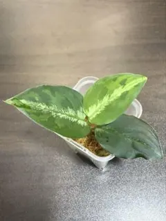 アグラオネマ ピクタム マルチカラー 