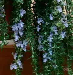 eiji ono様 リクエスト 2点 まとめ商品