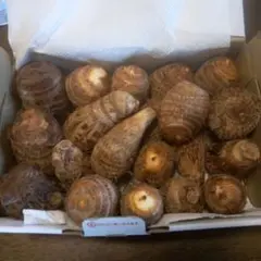 2025年最新】里芋の人気アイテム - メルカリ