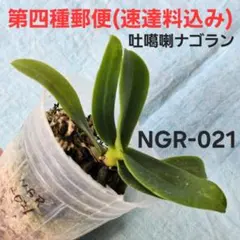 2026年最新】名護蘭 ナゴランの人気アイテム - メルカリ