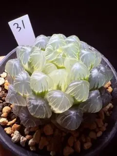 多肉植物 ハオルチア 竜爪オブツーサ錦 糊斑 - メルカリ