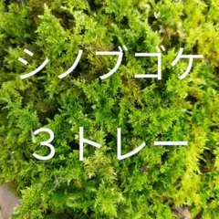 ハイゴケ 3トレー 苔 苔玉 苔リウム 苔テラリウム こけ コケ - メルカリ