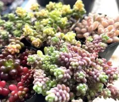 セダム　カラフルセット　② 多肉植物