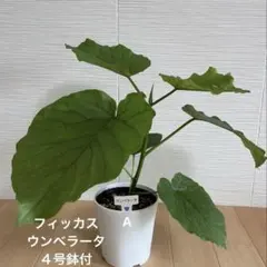 観葉植物　フィッカス・ウンベラータ　４号鉢付のサムネイル