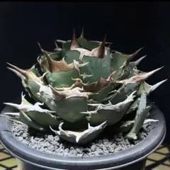 2025年最新】黒犀牛の人気アイテム - メルカリ