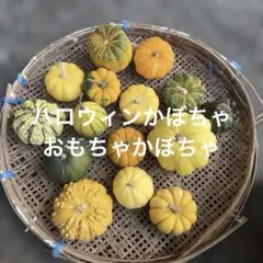 ハロウィンかぼちゃ おもちゃかぼちゃ