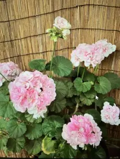 ゼラニウム苗　ピンク八重のサムネイル