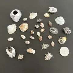 10. 貝殻とフジツボ 約30個セット ハンドメイド素材