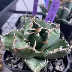 【速達】0578 0570 ぽぽぽ☆様専用ページ