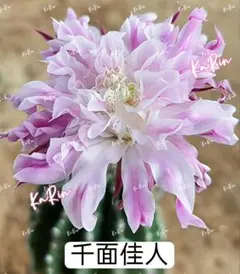 32−千面佳人　入手困難　新品種花サボテン　エキノプシス属　花10-12cmのサムネイル
