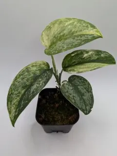 2025年最新】スキンダプサスの人気アイテム - メルカリ