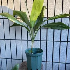 ハワイ産沖縄育ちのティーリーフ - メルカリ