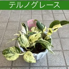 現品・超希少】 葉っぱもりもり ポトステルノカモフラージュ 5号吊り鉢