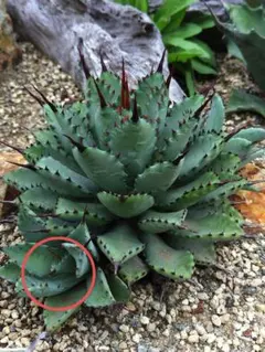 【親株出品】極強刺陽炎曲刺　ハ荒雷神　発根済みコレクション株 2025年最新】陽炎 八荒雷神の人気アイテム - メルカリ