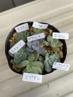 多肉植物　つぶつぶ屋　エケベリア　おはな　おもち　黒爪ザラゴーサ　チワワエンシス