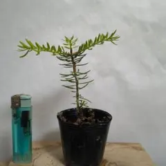 植木苗ウラジロモミのサムネイル