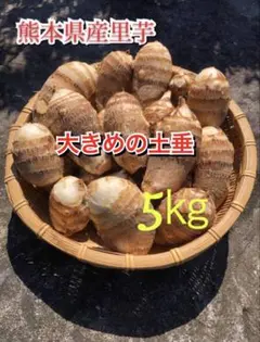 熊本県産里芋5㎏箱重量込み