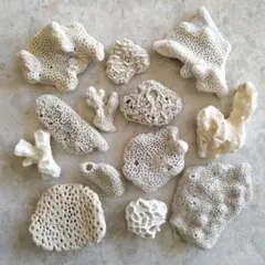 渋い雰囲気の珊瑚さん★⑥　珊瑚　石ころ　貝殻　アロマストーン　汚れ珊瑚