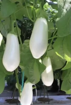 白ナス とろーり旨なす 苗6本 抜き苗