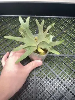 トキントキンの一級品‼️】veitchii wild 板付け子株 - メルカリ