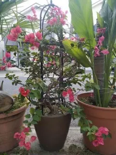 2026年最新】ブーゲンビリアの人気アイテム - メルカリ