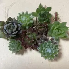 多肉植物 アエオニウム カット苗セット ◎メルカリ便◎ - メルカリ