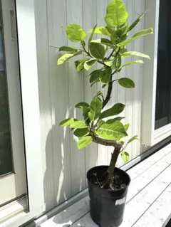 ☀【マカダミアナッツ取り木】 【処分特価販売】 バーディック取り木2年生大苗 ☀【マカダミアナッツ取り木】 【処分特価販売】 バーディック取り木2