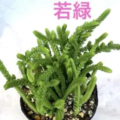⑤若緑　多肉植物　クラッスラ　抜き苗　7.5センチポット　☘寄植え