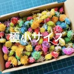 644ミニ千日紅ドライフラワー染色ミックスカラー、てんこ盛り