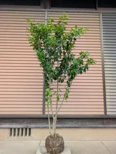 ソヨゴ　株立　雌株のサムネイル