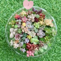 ☆多肉植物　セダムカット苗詰め合わせ③