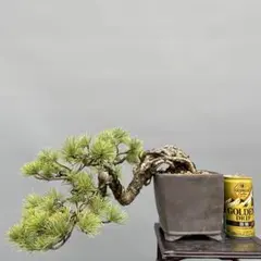 盆栽】【観葉植物】吾妻五葉松(no.1) 半懸崖 樹齢25年以上 - メルカリ